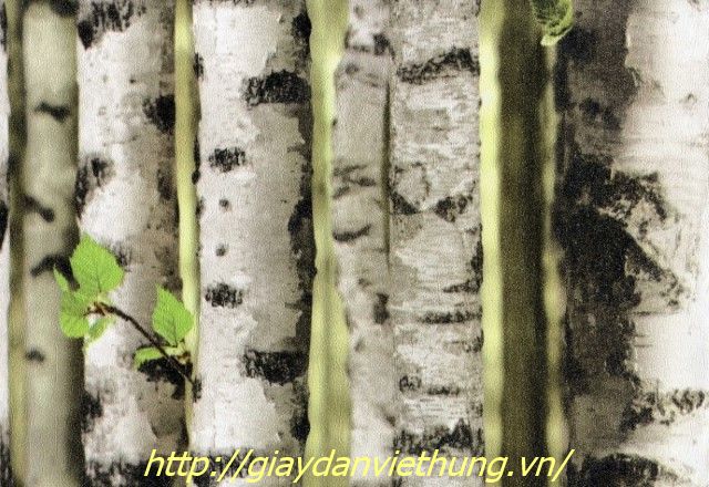 Giấy Objet Hàn quốc 3117-1 (Custom) Giấy Objet Hàn quốc 3117-1 (Custom)