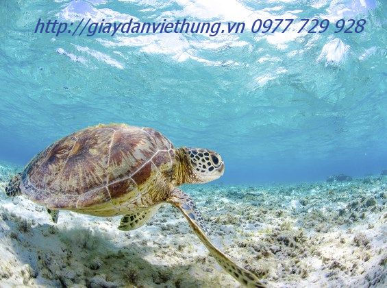 Tranh Động vật DDV006 Tranh Động vật DDV006