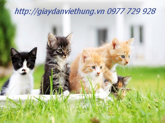 Tranh Động vật DDV011 Tranh Động vật DDV011