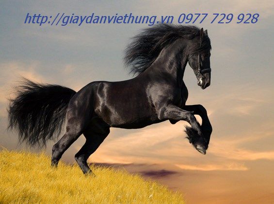 Tranh Động vật DDV003 Tranh Động vật DDV003