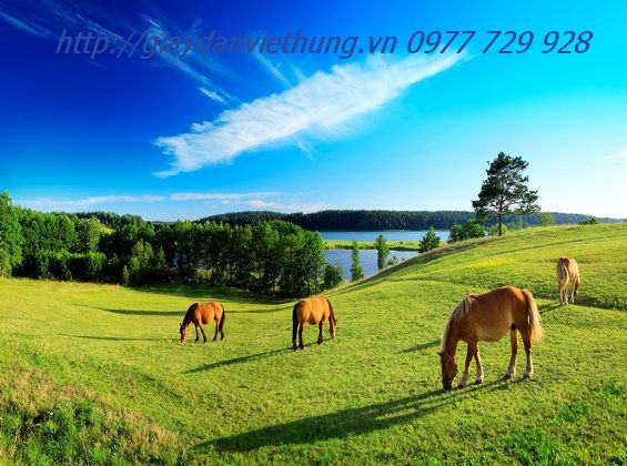 Tranh Động vật DDV013 Tranh Động vật DDV013