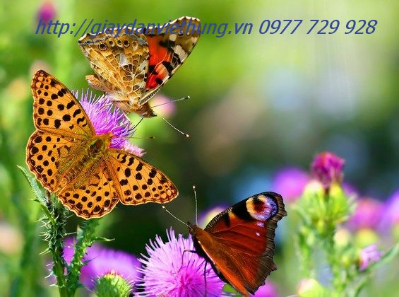 Tranh Động vật DDV004 Tranh Động vật DDV004
