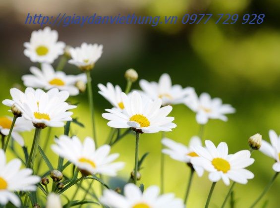 Tranh dán tường HL003 Tranh dán tường HL003