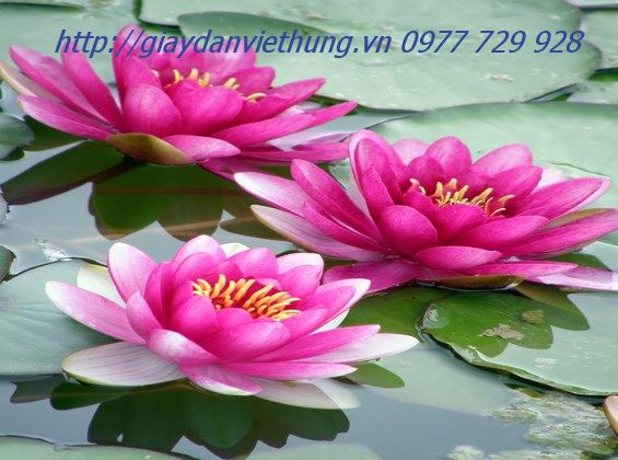 Tranh dán tường HL004 Tranh dán tường HL004