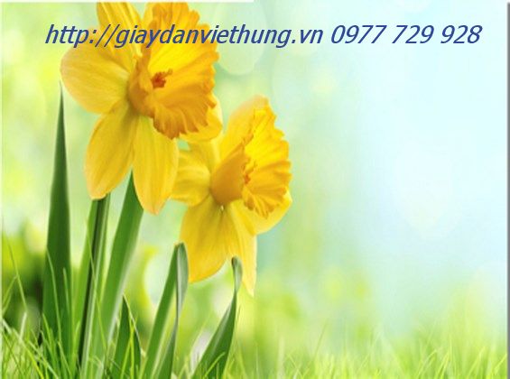 Tranh dán tường HL007 Tranh dán tường HL007