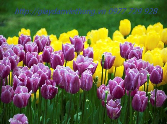 Tranh dán tường HL015 Tranh dán tường HL015