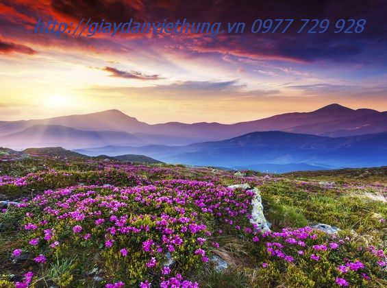 Tranh dán tường HL024 Tranh dán tường HL024