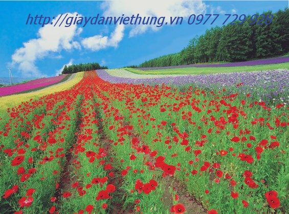 Tranh dán tường HL032 Tranh dán tường HL032