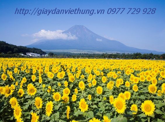 Tranh dán tường HL033 Tranh dán tường HL033
