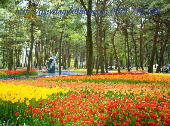 Tranh dán tường HL034 Tranh dán tường HL034