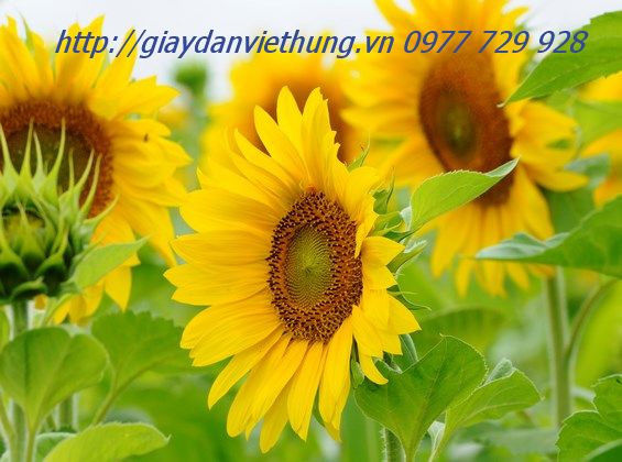 Tranh dán tường HL036 Tranh dán tường HL036